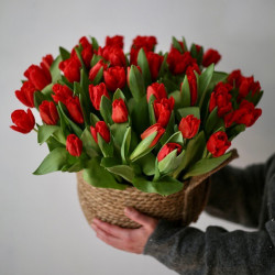 Красные тюльпаны в корзине